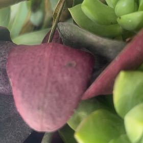 Photo of the plant species Beach Almond by @LucentBrandegea named Aria on Greg, the plant care app