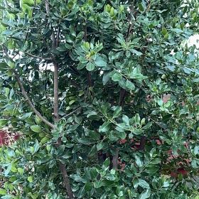 Photo of the plant species Karo by @RationalLichen named Rogue back fence tree on Greg, the plant care app