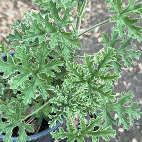 Photo of the plant species Citronella Geranium by @RationalLichen named Citronella on Greg, the plant care app