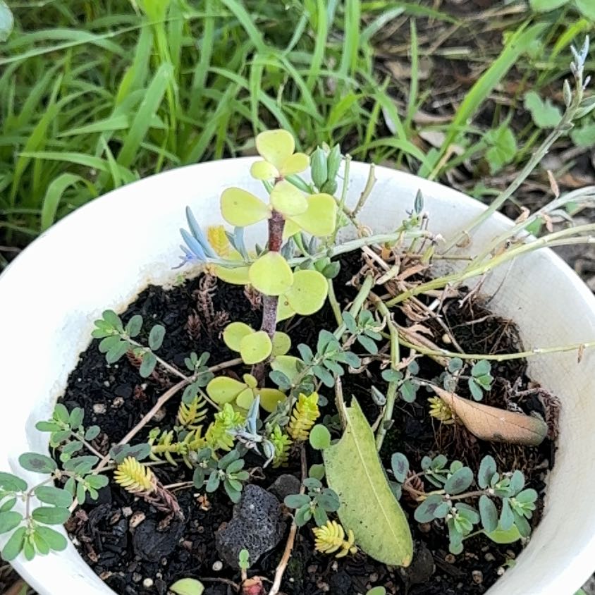 Photo of the plant species Blue Weed by @RationalLichen named Blue weed on Greg, the plant care app