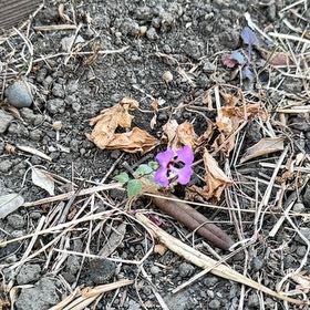 Photo of the plant species Jointed Woodsorrel by @RationalLichen named Keanu Leaves on Greg, the plant care app