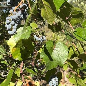 Photo of the plant species Concord Grape by @RationalLichen named Madonna on Greg, the plant care app