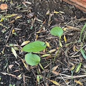 Photo of the plant species Beach Moning Glory by @RationalLichen named Rainier on Greg, the plant care app