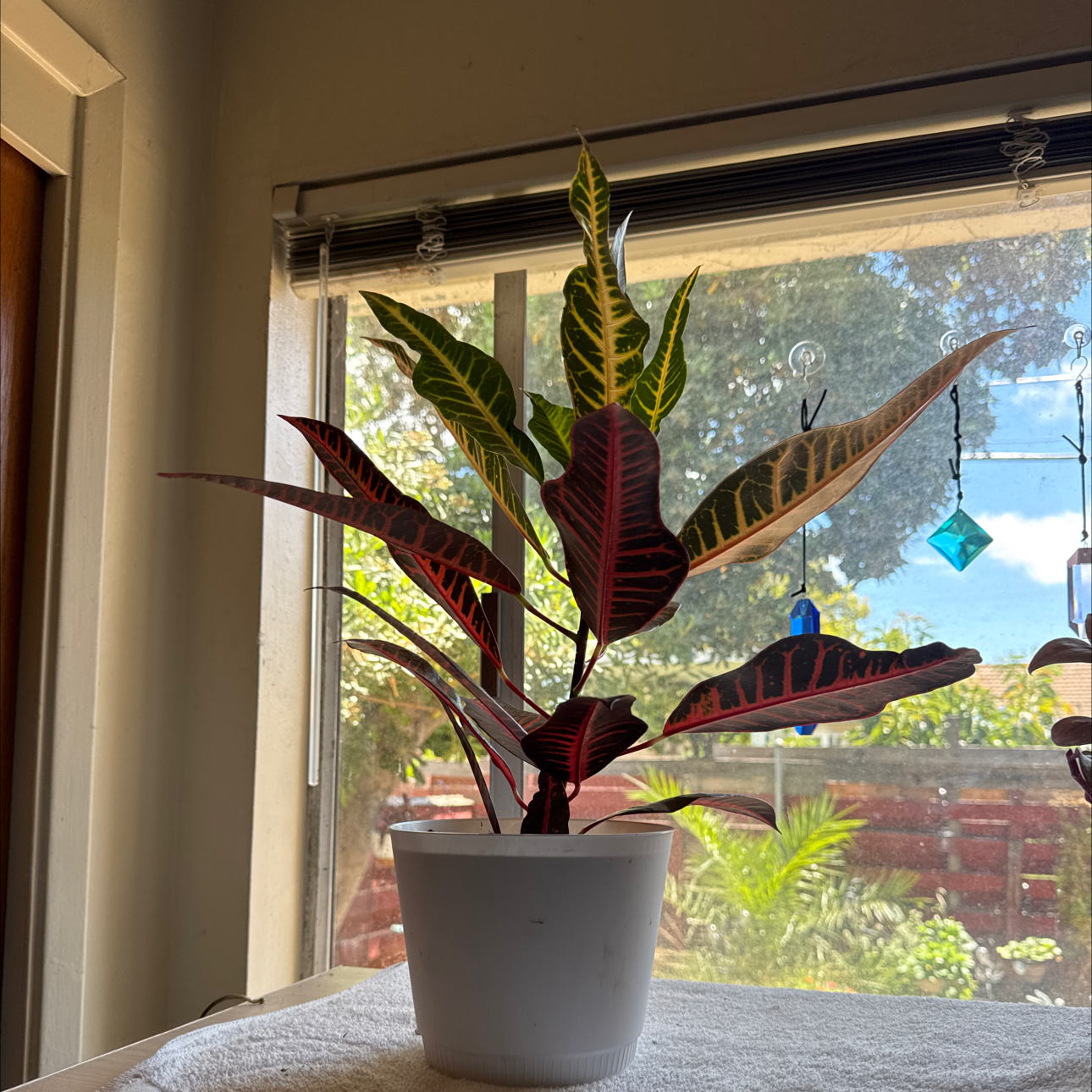 Big Croton Petra from Safeway