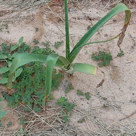Photo of the plant species False Aloe by @VipPurei85 named Surya on Greg, the plant care app