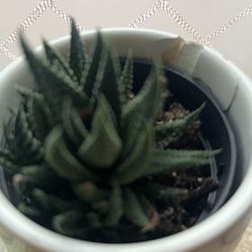 Photo of the plant species Haworthia fasciata 'Universe' by @MightyAnchistea named Goose on Greg, the plant care app