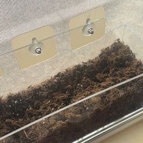 Photo of the plant species Pea by @MightyAnchistea named Poe on Greg, the plant care app