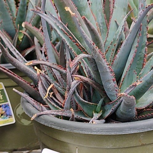 Photo of the plant species Aloe divaricata subsp. divaricata by @DearHappyplant named Gregarious on Greg, the plant care app