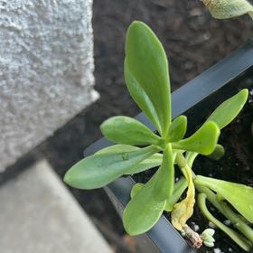 Photo of the plant species Tree Stonecrop by @FairDewberry71 named Bieber on Greg, the plant care app