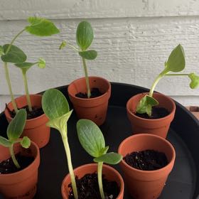 Photo of the plant species Round Zucchini by @ZarfWhiterata25 named Peter Parker on Greg, the plant care app