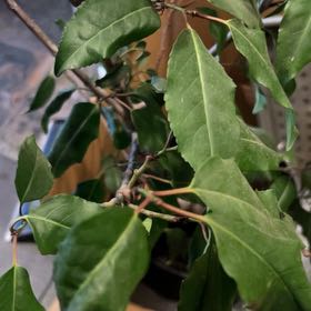 Photo of the plant species Portugal Laurel by @GuruBlueelf54 named Winston on Greg, the plant care app