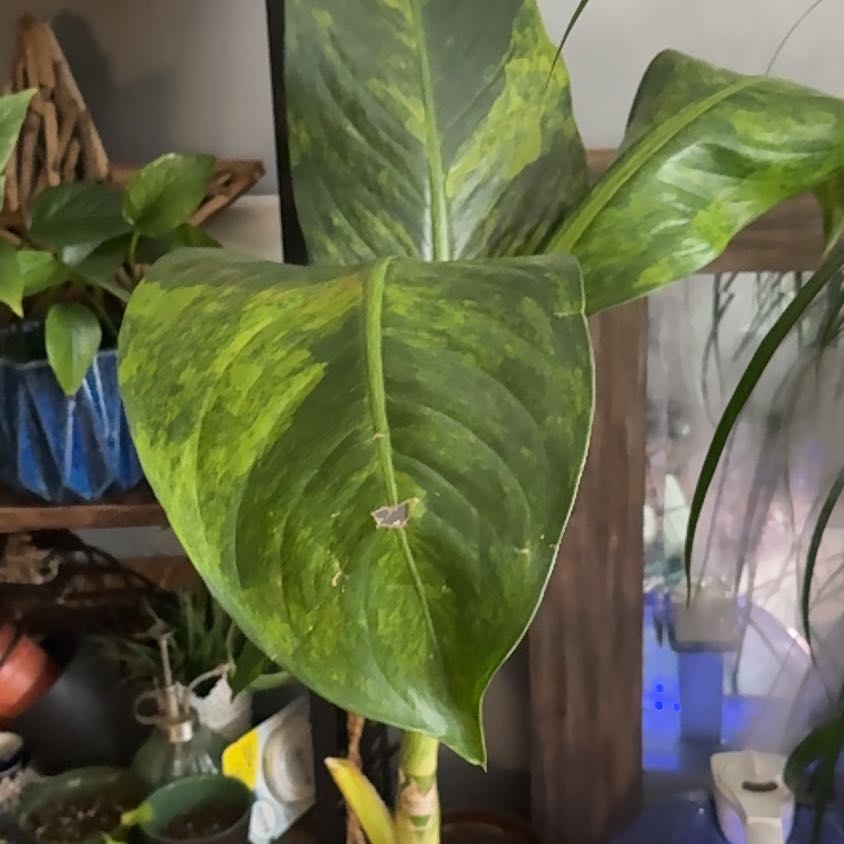 Photo of the plant species Dieffenbachia 'Big Ben' by @KookyLime48 named Fernie Mac on Greg, the plant care app