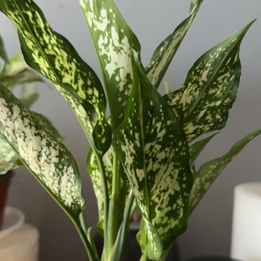 Photo of the plant species Dieffenbachia 'Etna' by @KookyLime48 named Emerson on Greg, the plant care app
