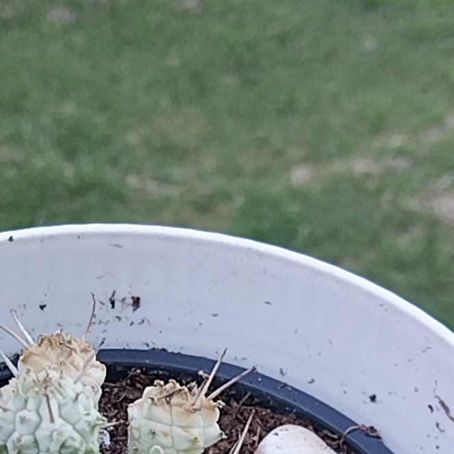Photo of the plant species Variegated Corn Cob Cactus by @BigInchworm36 named Emerson on Greg, the plant care app