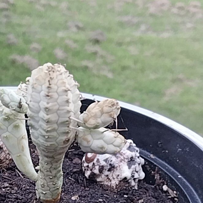 Photo of the plant species Variegated Corn Cob Cactus by @BigInchworm36 named Darwin on Greg, the plant care app