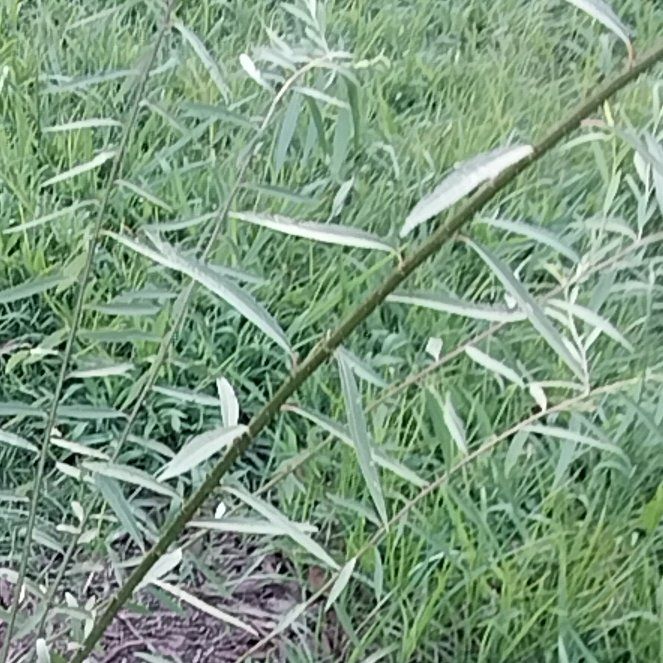 Photo of the plant species Wisconsin Willow by @BigInchworm36 named Fernie Mac on Greg, the plant care app