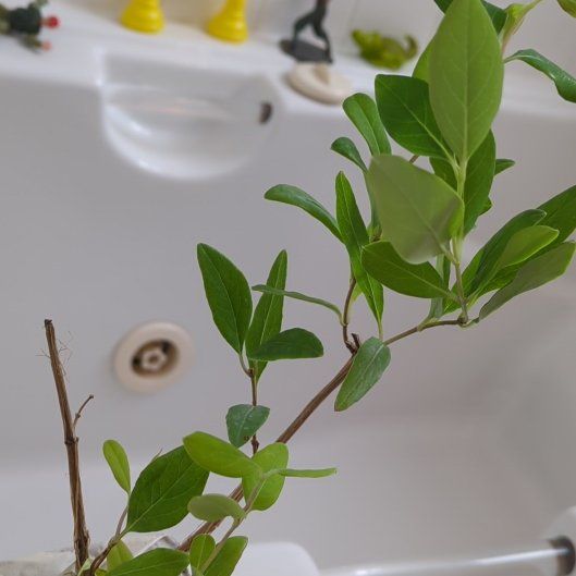 Photo of the plant species Tatarian Honeysuckle by @WillNeem27 named Gregarious on Greg, the plant care app