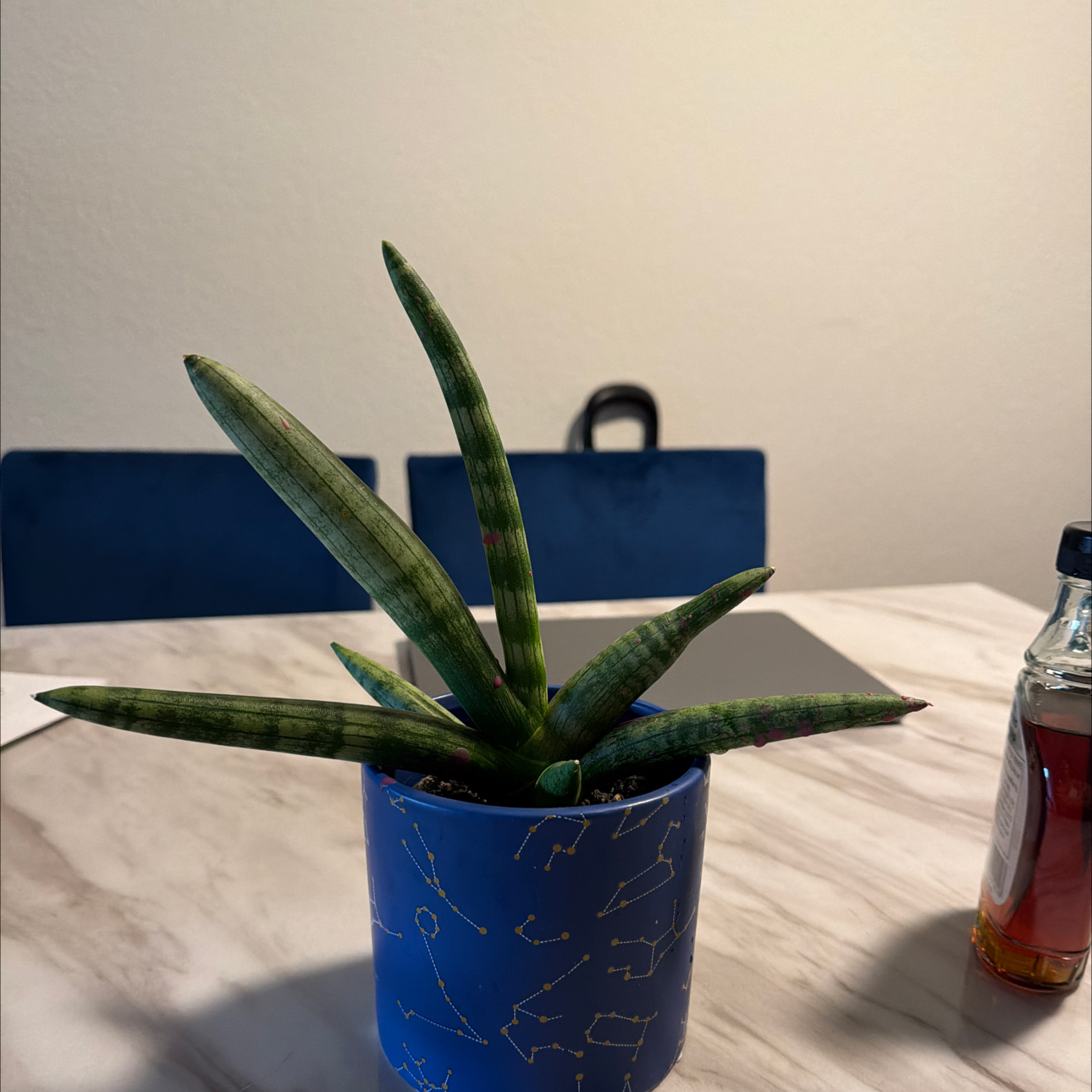 Photo of the plant species Sansevieria Starfish Variegated by @YesMakole41 named Bart Simpson on Greg, the plant care app