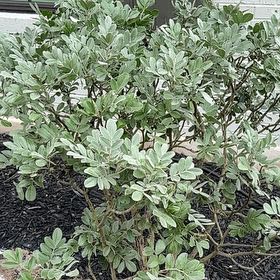 Photo of the plant species Mastic by @LeadSweetleaf61 named Athena on Greg, the plant care app