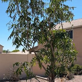 Photo of the plant species Red Push Pistache by @LitheGingerroot named Fernie Mercury on Greg, the plant care app