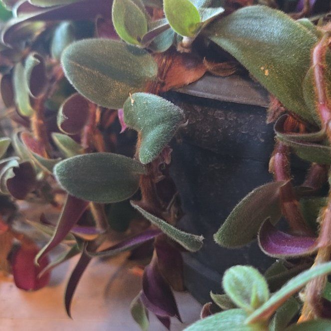 Photo of the plant species Teddy Bear Vine by @ShrewdWoreya13 named John Wayne on Greg, the plant care app