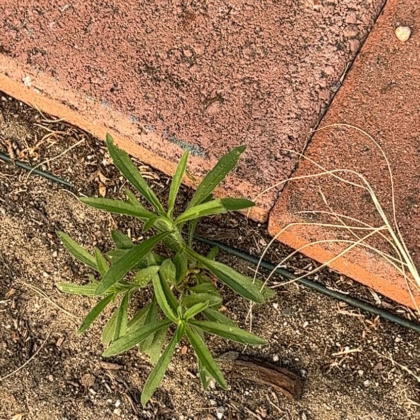 The Complete Sticky Bob Plant Care Guide: Water, Light & Beyond
