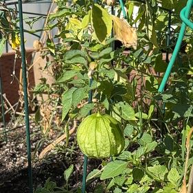 Photo of the plant species Tomatillo 'Tamayo' by @ExpensiveCowpea named Planty on Greg, the plant care app