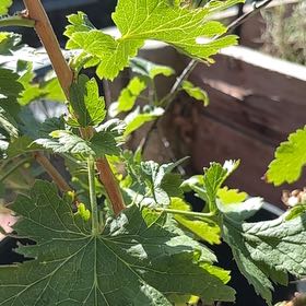 Photo of the plant species Red Currant by @ExpensiveCowpea named Mochi on Greg, the plant care app