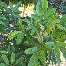 Photo of the plant species Brazilian Peppertree by @ExpensiveCowpea named Kylie on Greg, the plant care app