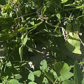 Photo of the plant species American Black Nightshade by @ExpensiveCowpea named Lola on Greg, the plant care app