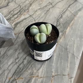 Photo of the plant species Argyroderma pearsonii by @QueenAssamtea61 named Baesil on Greg, the plant care app