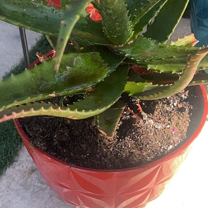 Photo of the plant species Starfish Aloe by @QueenAssamtea61 named Daphne on Greg, the plant care app