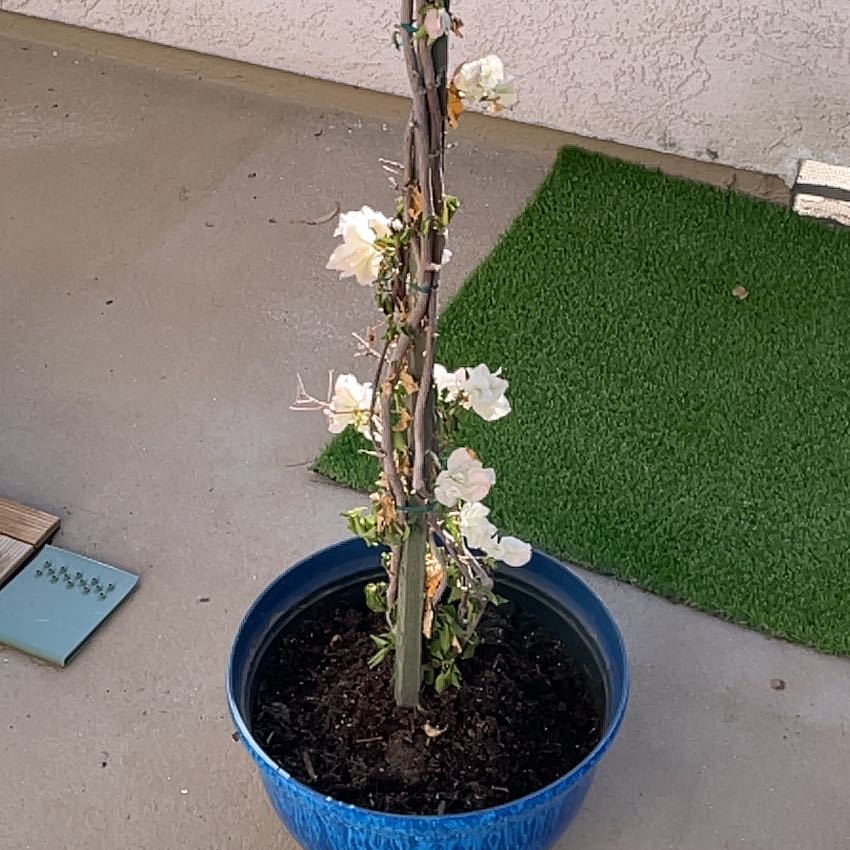 Photo of the plant species Bougainvillea x buttiana by @BubblyCreamcups named Eva on Greg, the plant care app