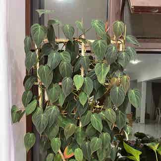 Philodendron Micans plant in Doha, Al Rayyan Municipality