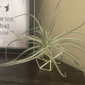 Photo of the plant species Narrow Leaf Century Plant by @KookySiricote56 named Orlando Bloom on Greg, the plant care app