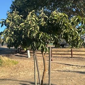 Photo of the plant species Fuyu Persimmon by @TalentedSeaoats named Harmony on Greg, the plant care app