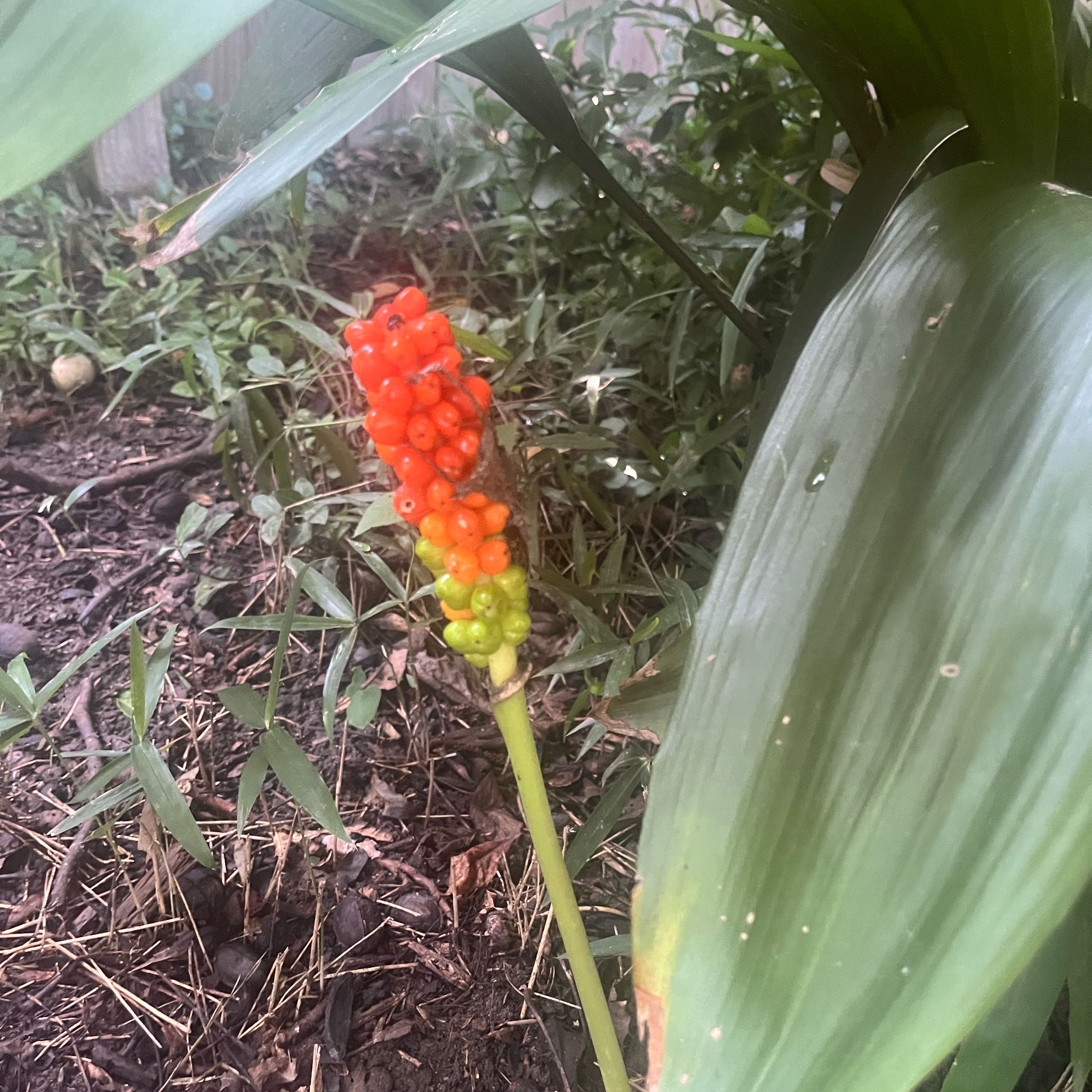 Photo of the plant species Italian Arum by @HeadBuroak21 named Tupot amaroot on Greg, the plant care app