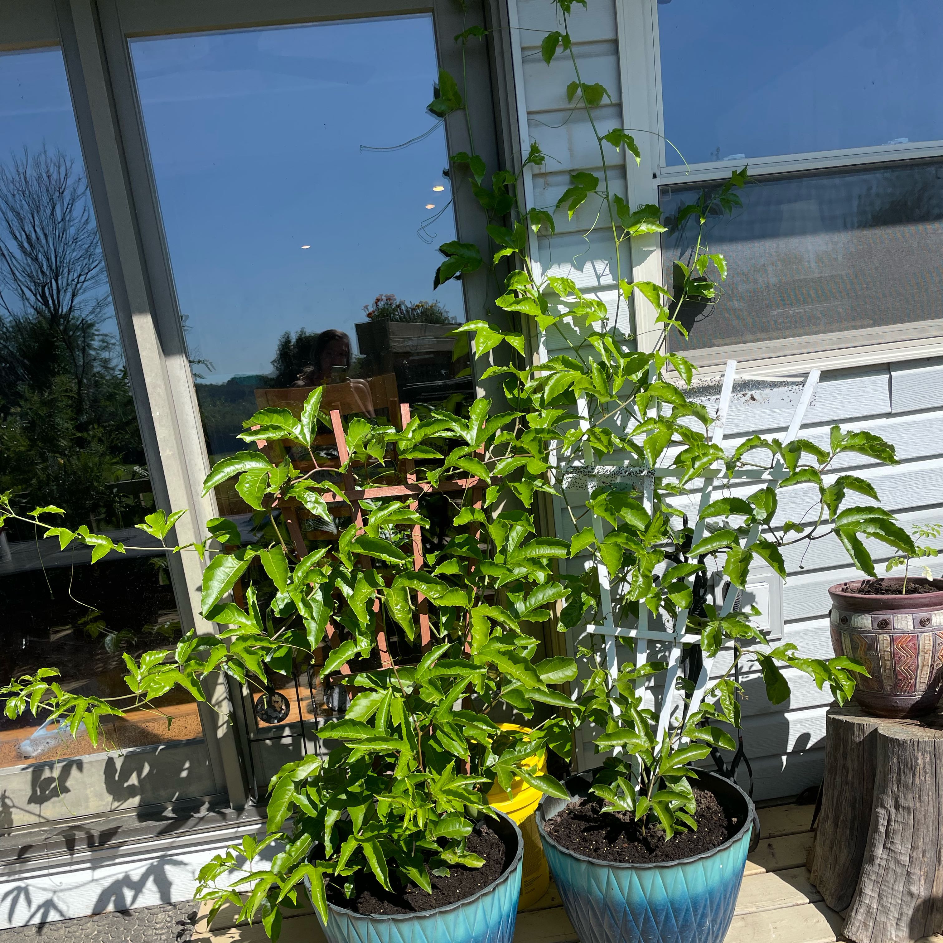 Photo of the plant species Purple Passion Fruit Vine by @AvidBeans92 named Bodhi on Greg, the plant care app