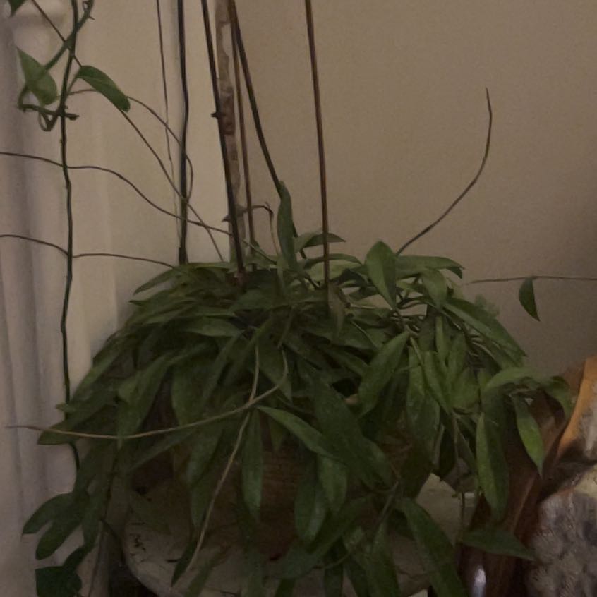 Photo of the plant species Common Oat by @LushFlaxsilk98 named Morgan Treeman on Greg, the plant care app