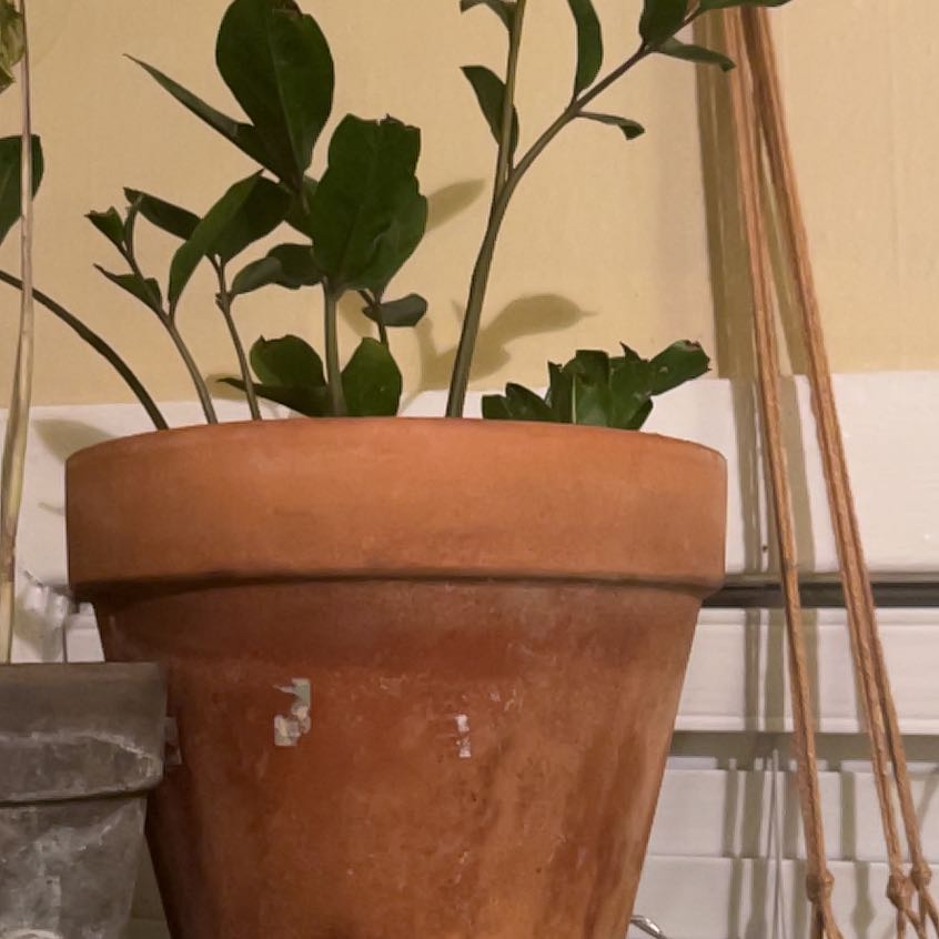 Photo of the plant species Zz Plant by @LushFlaxsilk98 named da Vinci on Greg, the plant care app