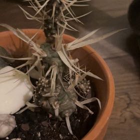 Photo of the plant species White Spined Cactus by @LushFlaxsilk98 named Curie on Greg, the plant care app