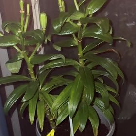 Photo of the plant species Tiny Pearl Asiatic Lily by @MightyGrasspea named Princess 👸🏽 Pearl on Greg, the plant care app