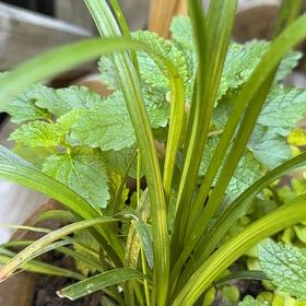 Photo of the plant species Big Blue Lilyturf by @ClementAgboy53 named Anne on Greg, the plant care app