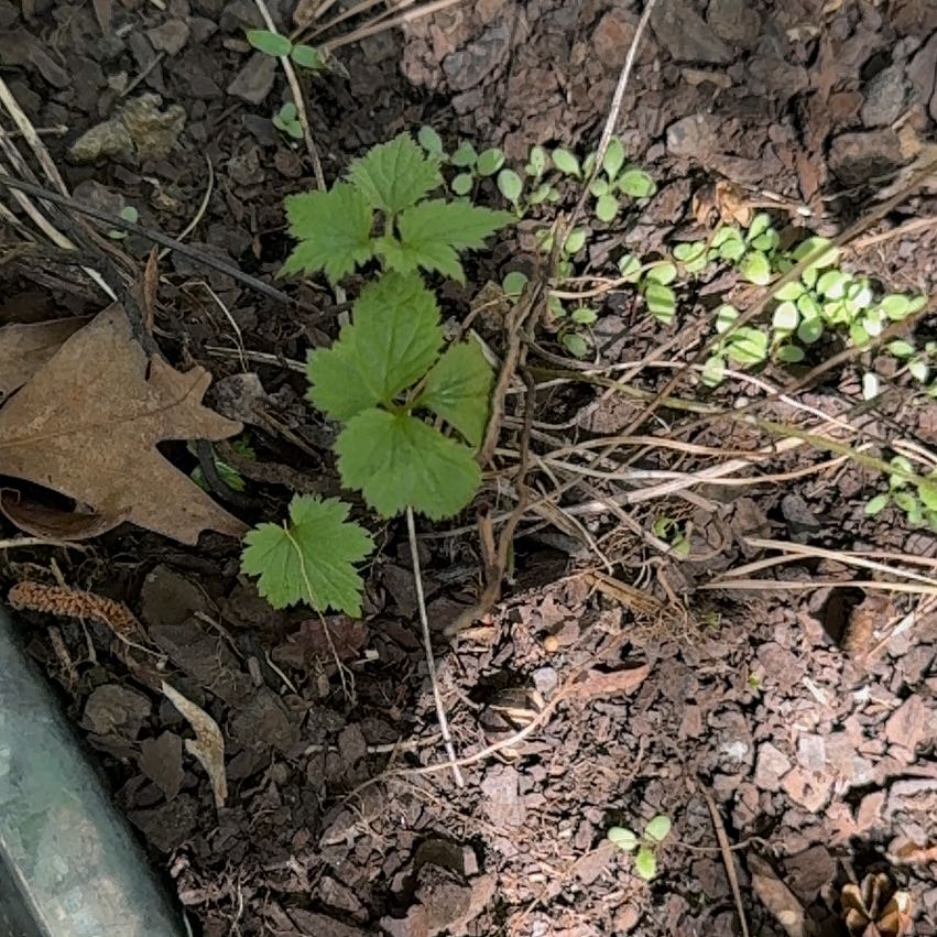 Photo of the plant species Wood Avens by @ClementAgboy53 named Sanders on Greg, the plant care app