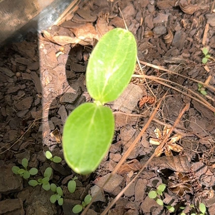 Photo of the plant species Wild Cucumber by @ClementAgboy53 named Morgan Treeman on Greg, the plant care app