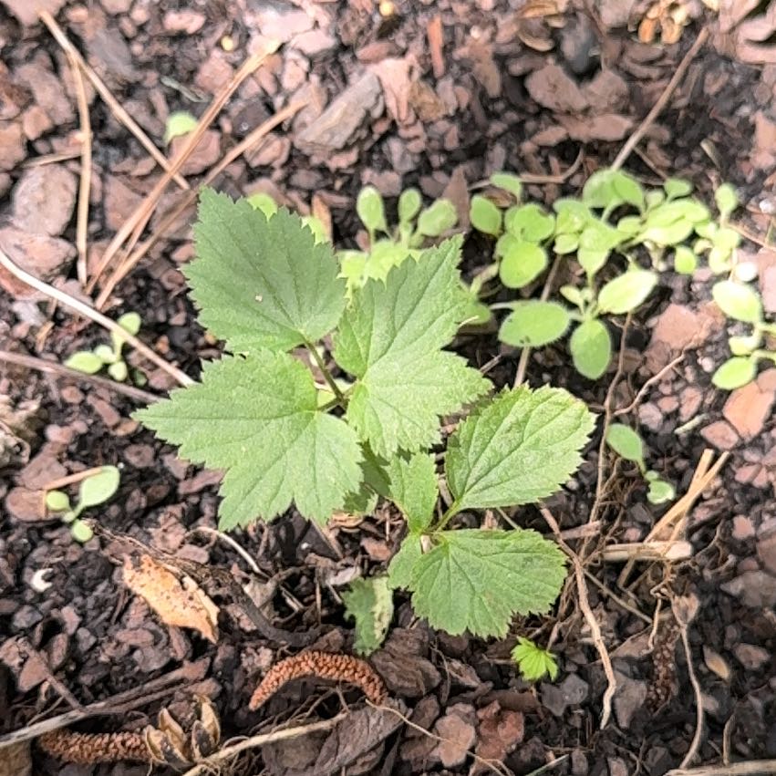 Photo of the plant species Geum Urbanum by @ClementAgboy53 named Drake on Greg, the plant care app