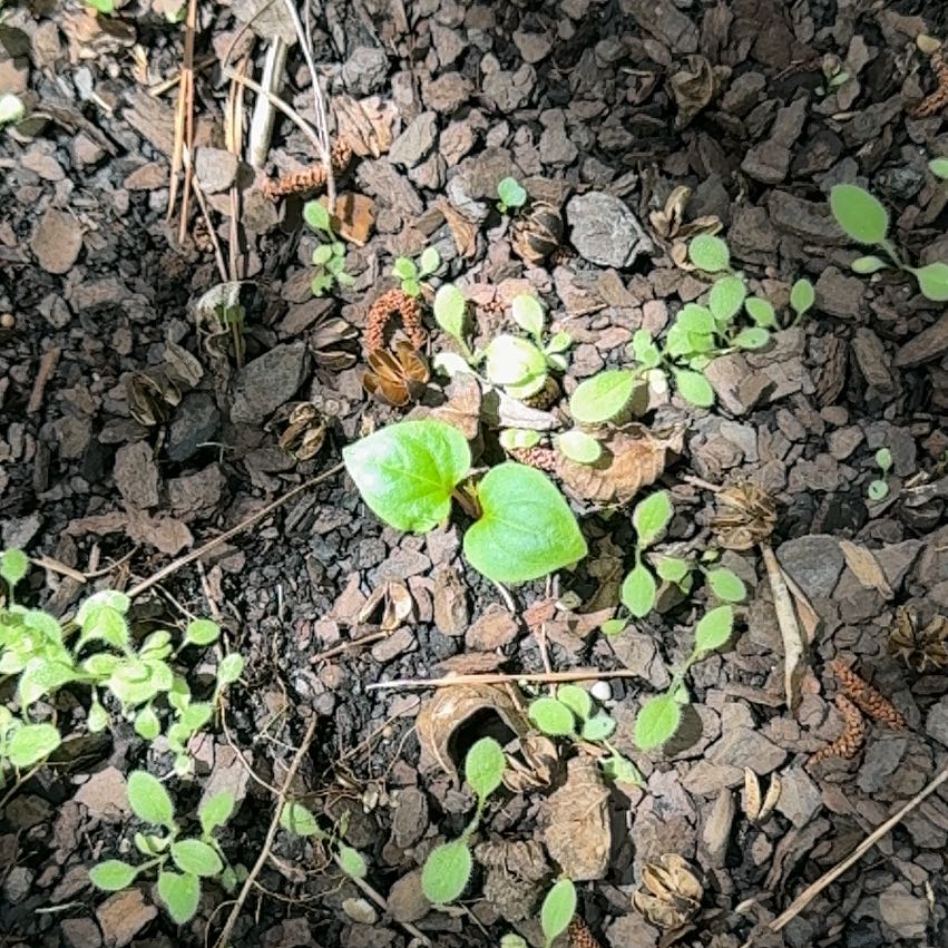 Photo of the plant species Pepper Elder by @ClementAgboy53 named Hemingway on Greg, the plant care app