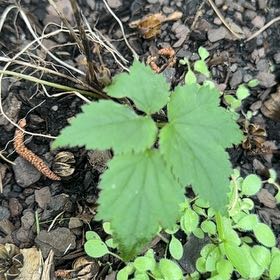 Photo of the plant species Stinging Nettles by @ClementAgboy53 named Taylor Swift on Greg, the plant care app