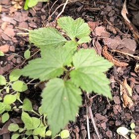 Photo of the plant species Stinging Nettles by @ClementAgboy53 named Stella on Greg, the plant care app
