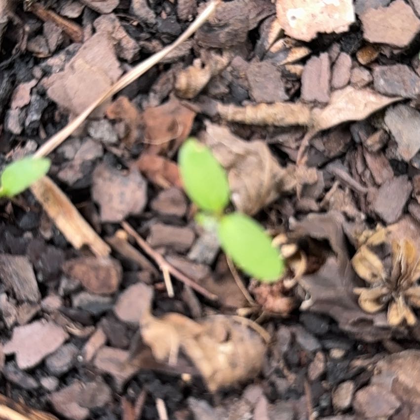 Photo of the plant species European Woodsorrel by @ClementAgboy53 named Baesil on Greg, the plant care app